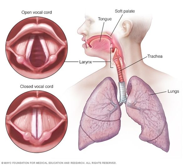 anatomy-and-physiology-of-voice-production